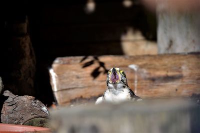 Close-up of bird on wood