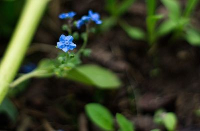 Close-up of purple flowering plant