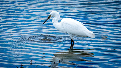 White duck in a lake