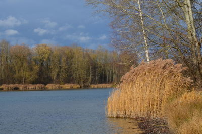 Scenic view of lake by trees against sky