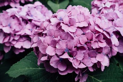 Close-up of pink flowers