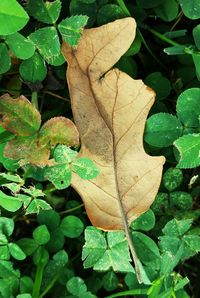 Close-up of leaves
