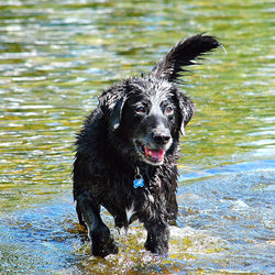 Portrait of wet dog in water