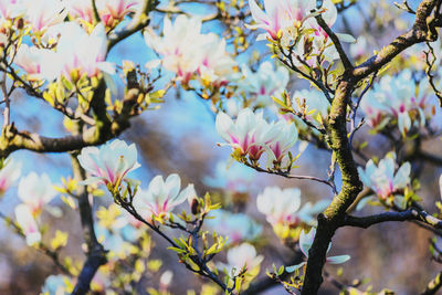 Low angle view of magnolia blossoms in spring