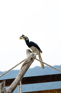 Bird perching on wooden post