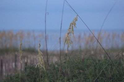 Close-up of crops on field against sky