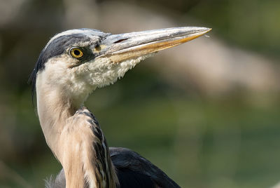 Blue heron gets a profile close up on a sunny day in the everglades