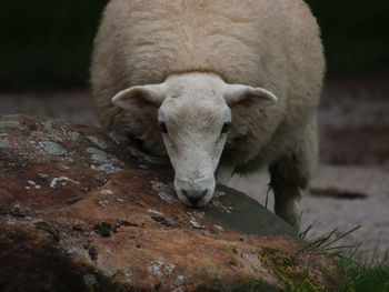 Close-up of sheep on rock