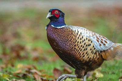 Close-up of bird perching on a field