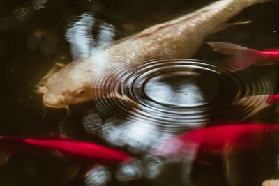 Close-up of fish swimming in sea