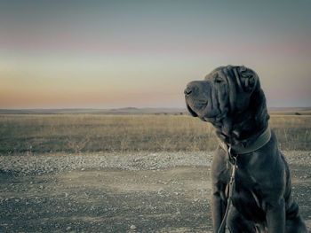 Dog looking away on field during sunset