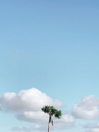 Low angle view of tree against sky