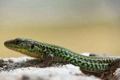 Close-up of lizard on rock