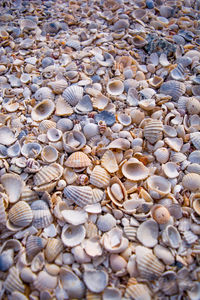 Close-up of seashells on beach