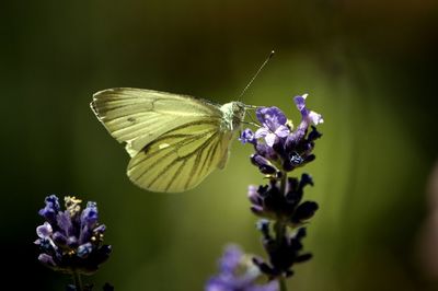 Close-up of butterfly pollinating on purple flower