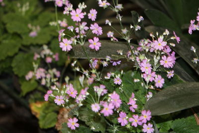 Close-up of flowers blooming outdoors