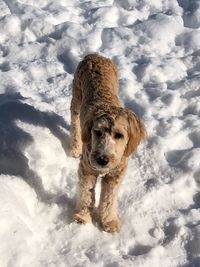 Portrait of dog on snow covered field