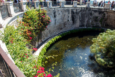 High angle view of flowering plants by arch bridge