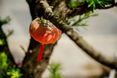 Close-up of fruits hanging on tree