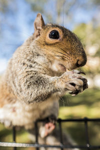 Close-up of squirrel eating outdoors