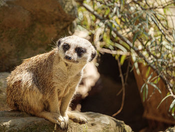 Close-up of meerkat