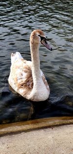 Swan swimming in lake