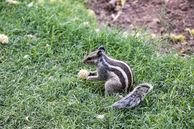 Squirrel on field