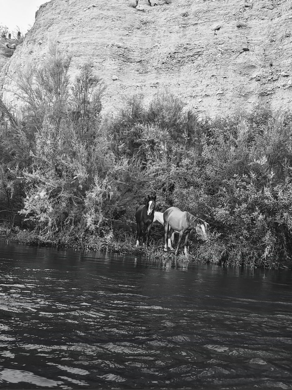 Tree Water Lake Waterfront Livestock