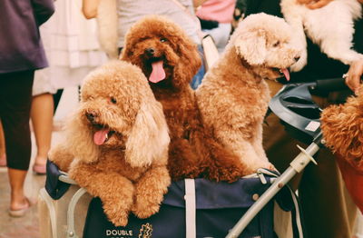 Close-up of dog with stuffed toy