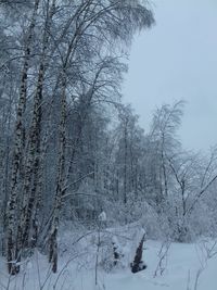 Bare trees on snow covered landscape