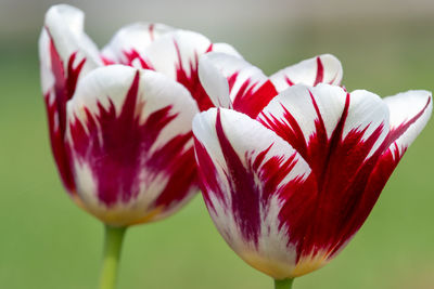 Close up of red and white tulips in bloom