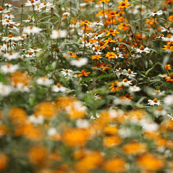 Close-up of orange flowering plants on field