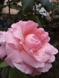 Close-up of wet pink flower blooming outdoors