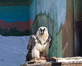 Close-up of bird in zoo