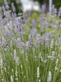 Close-up of purple flowering plants on field