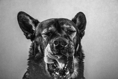 Close-up portrait of dog against wall