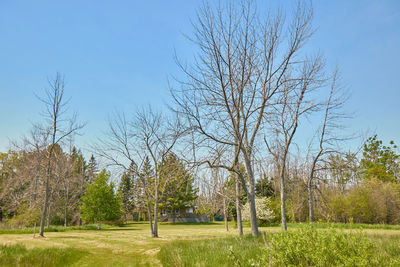 Bare trees on field against sky