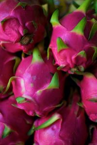 Close-up of pink flowers