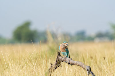 Bird perching on a field