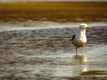 Seagull perching on a beach