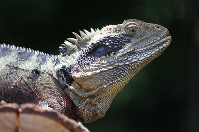 Close-up of iguana on wood