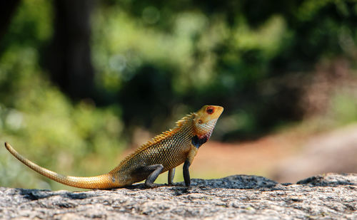 Oriental garden lizard