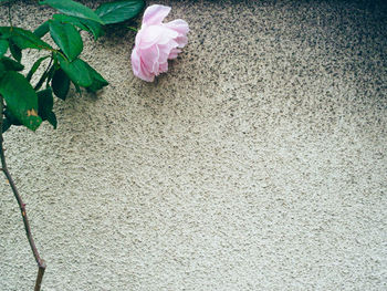 High angle view of pink roses
