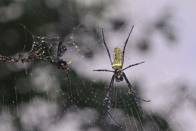 Close-up of spider on web
