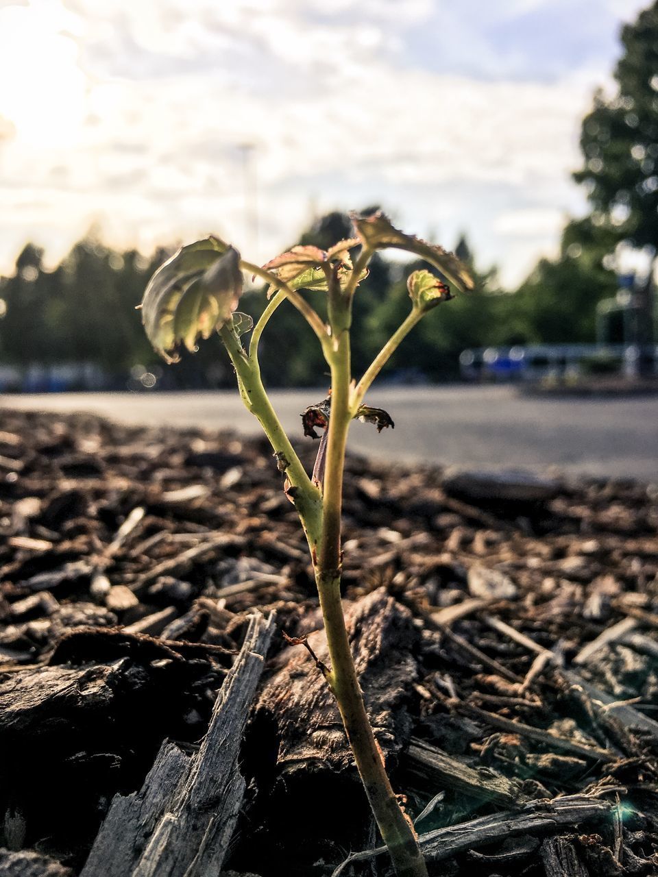 CLOSE-UP OF PLANT ON FIELD