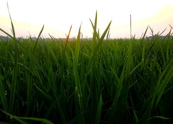 Close-up of crops growing on field against sky