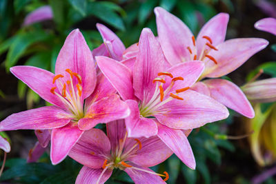 Close-up of pink lily flowers