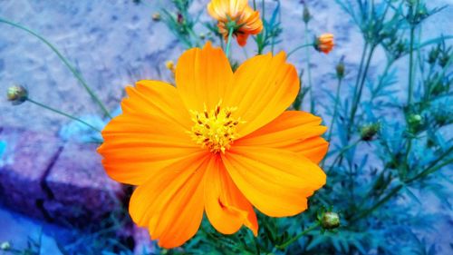 Close-up of yellow cosmos flower blooming in park