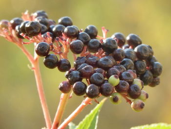 Close-up of grapes