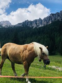 Horse standing in a field